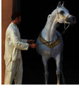 Arabische paarden Selman vijf sterren Marrakech 