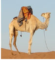 Kamelentocht Marokko